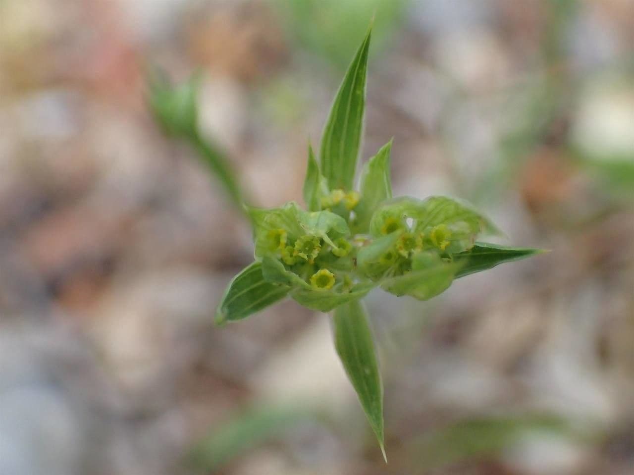 Bupleurum di Balden 14
