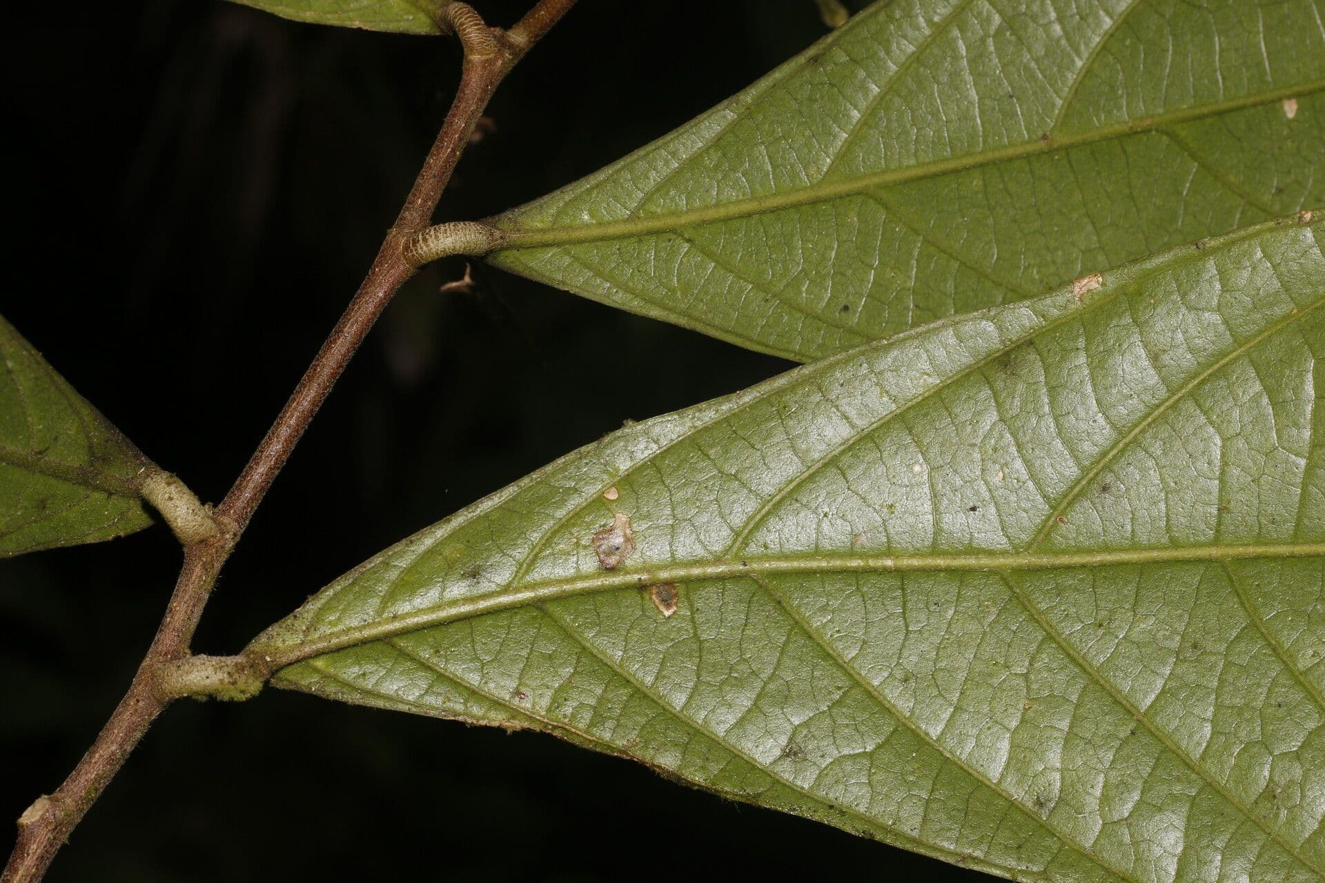 Adenophaedra 8