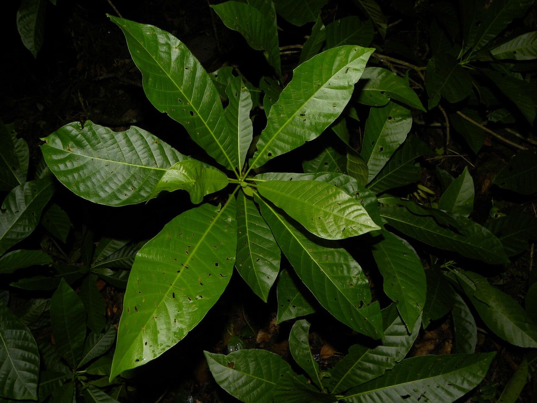 Kleinblütige Chimarrhis 5