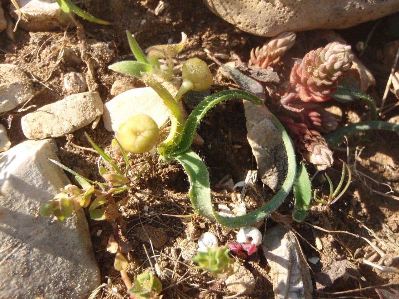 Aglio Nano 12