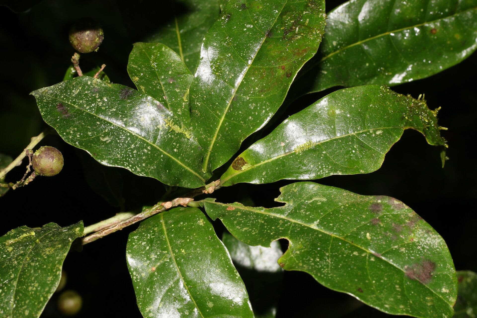 Meliosma 10