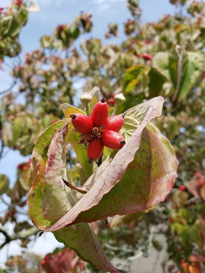 Blüten-Hartriegel 2