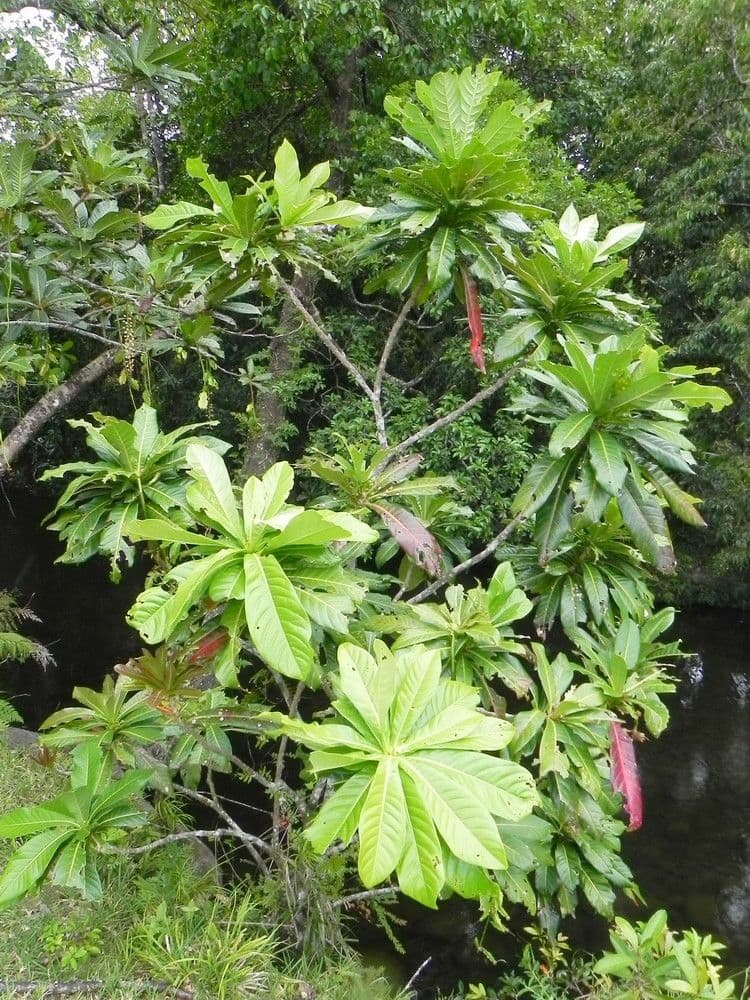 Barringtonia 12