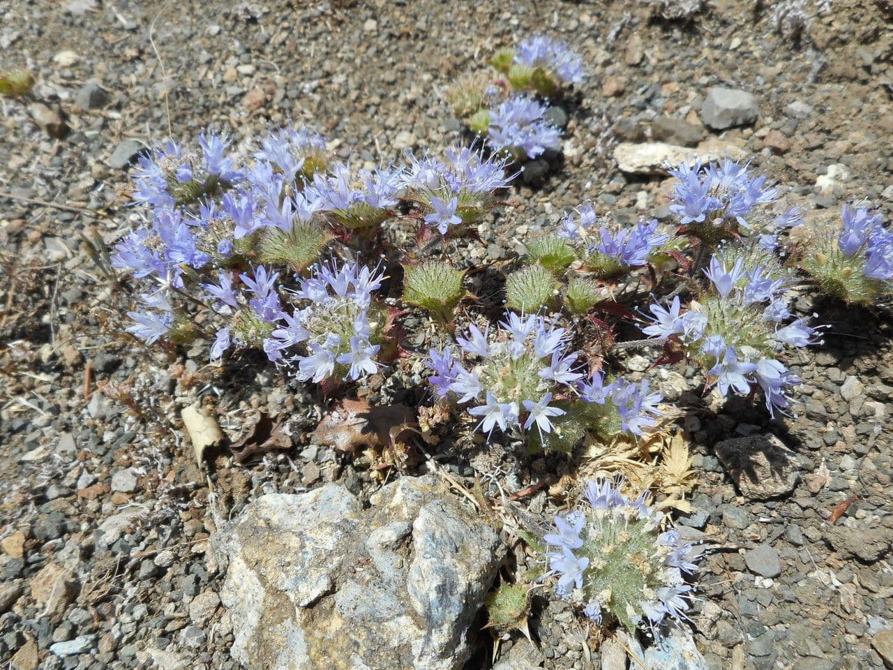 Navarretia 2