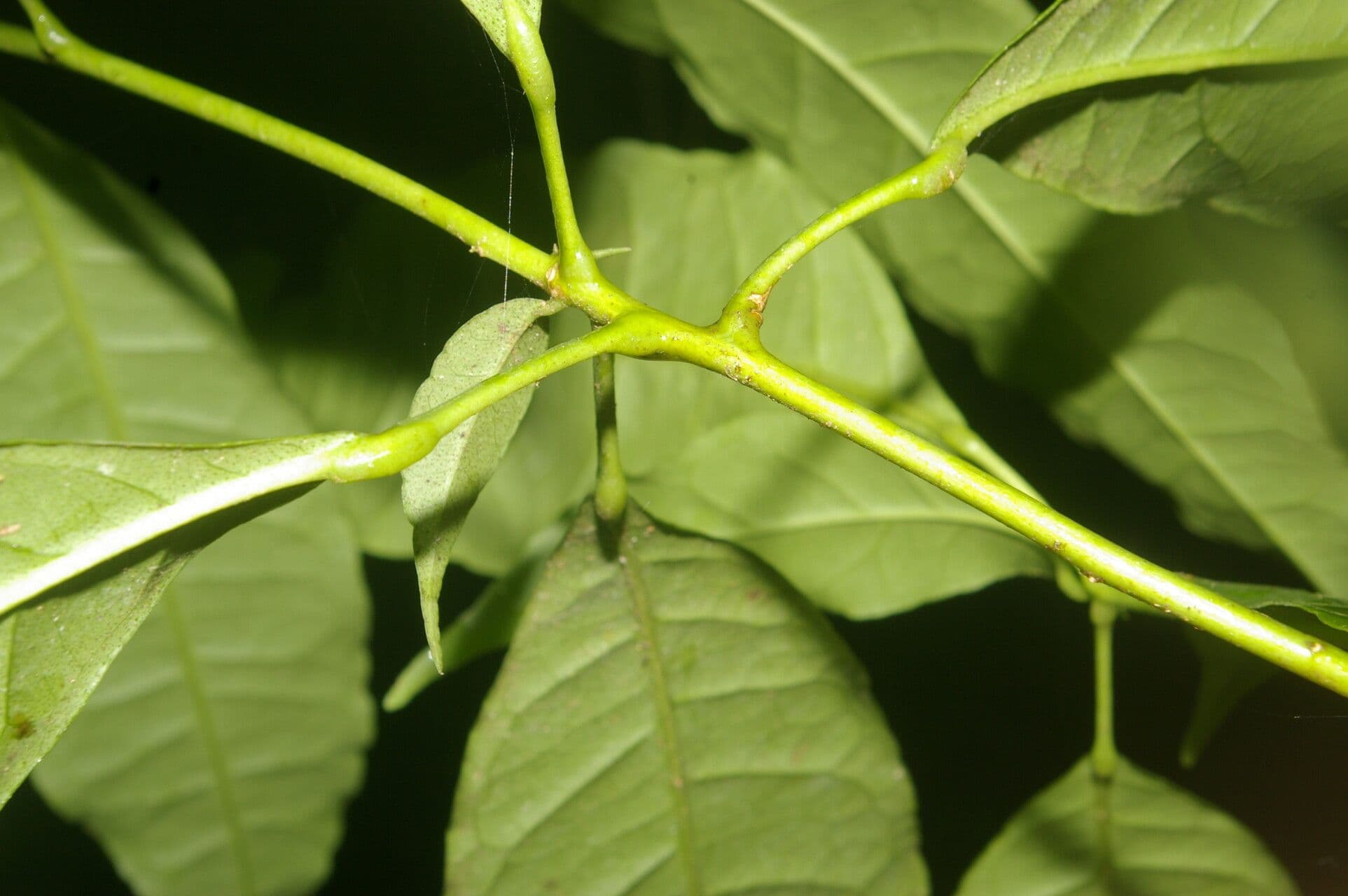 Peltostigma 13