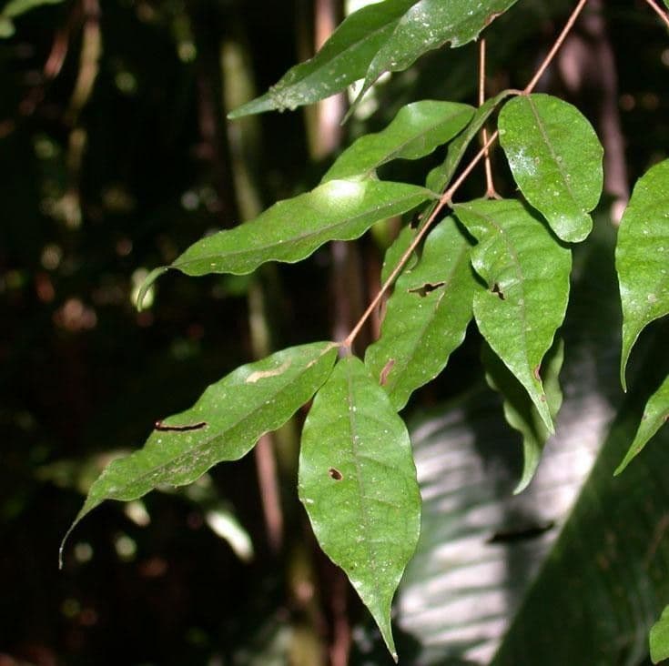 Eugenia