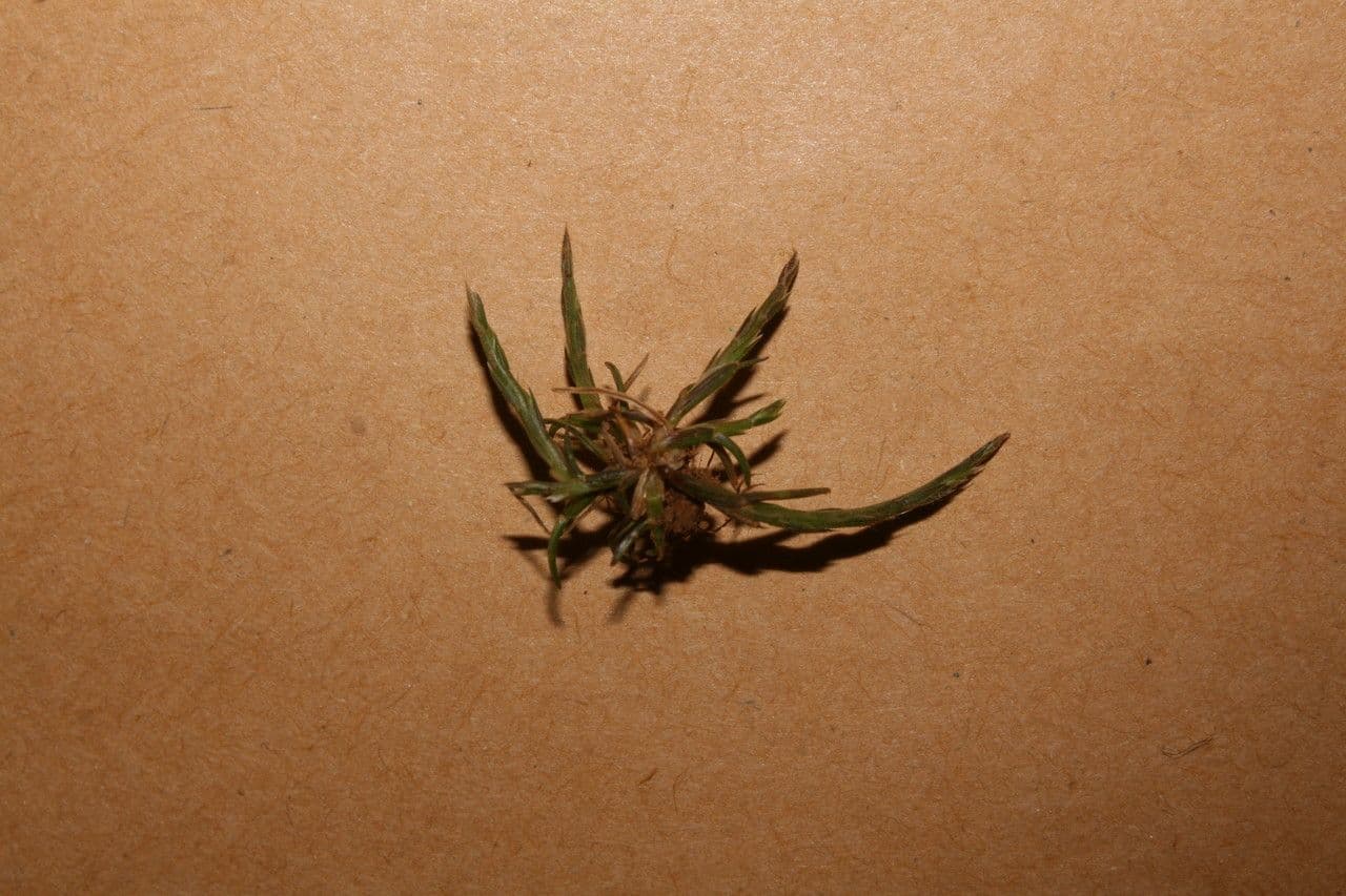 Hainardia cylindrica 7