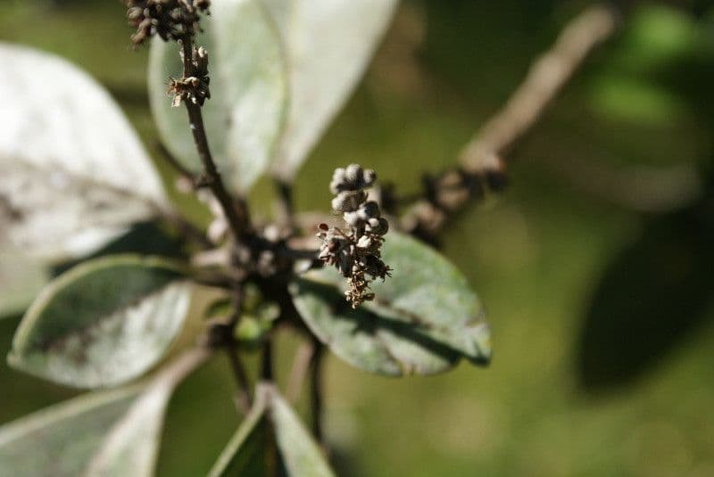Nuxia verticillata 3