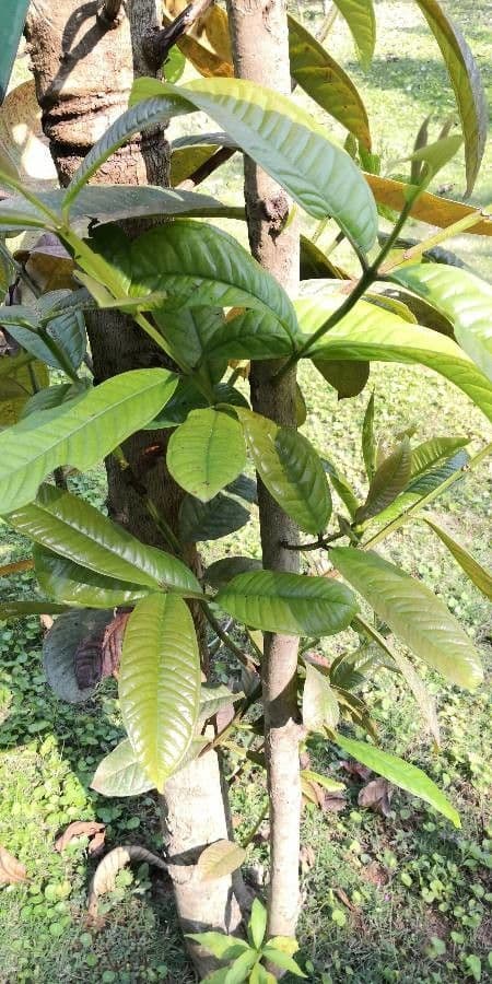 Syzygium