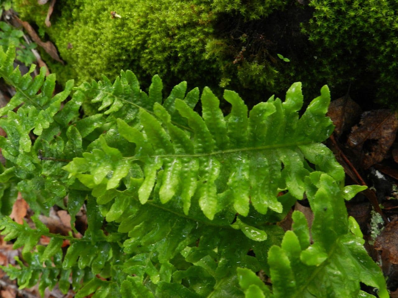 Polypodium californicum 9