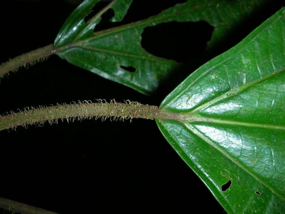 Conostegia 8
