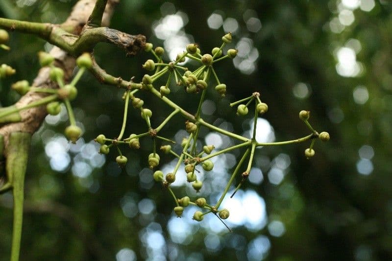 Polyscias 3