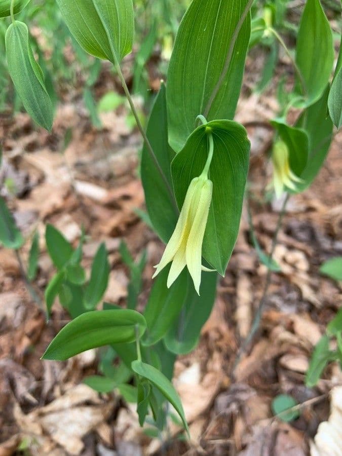 Uvularia perfoliata 2