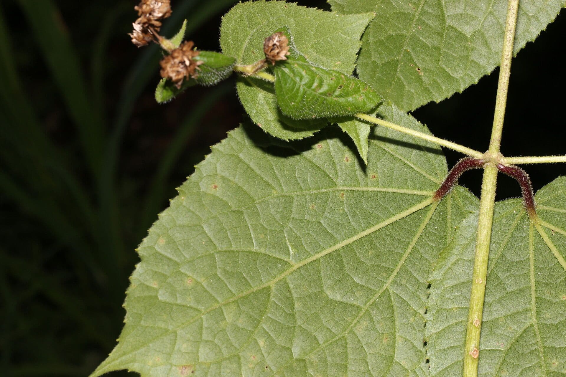 Eupatoriastrum 8