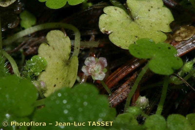 Sibthorpia Europaea 5
