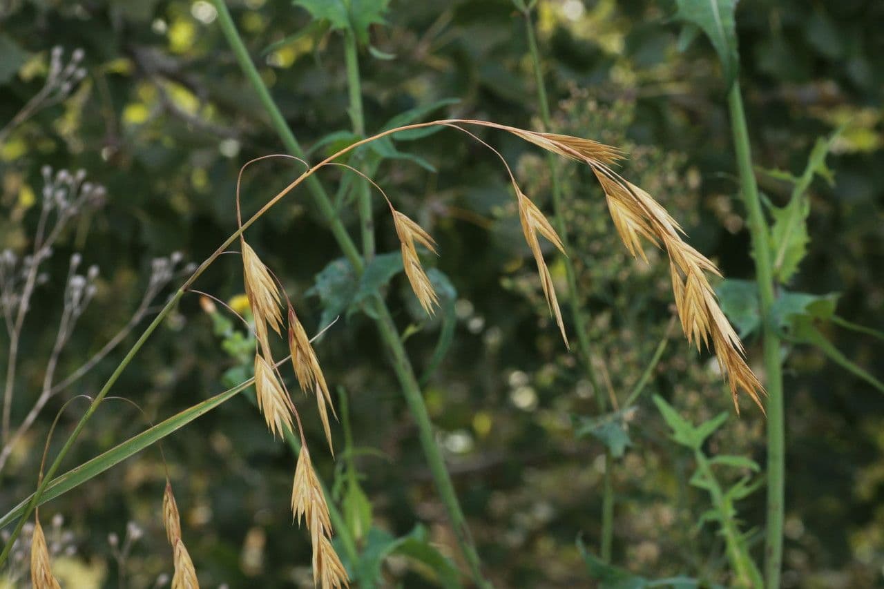 Cebadilla 9