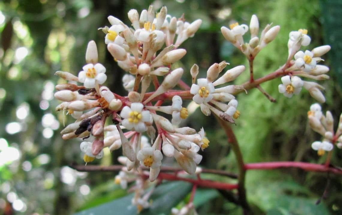 Ardisia 10