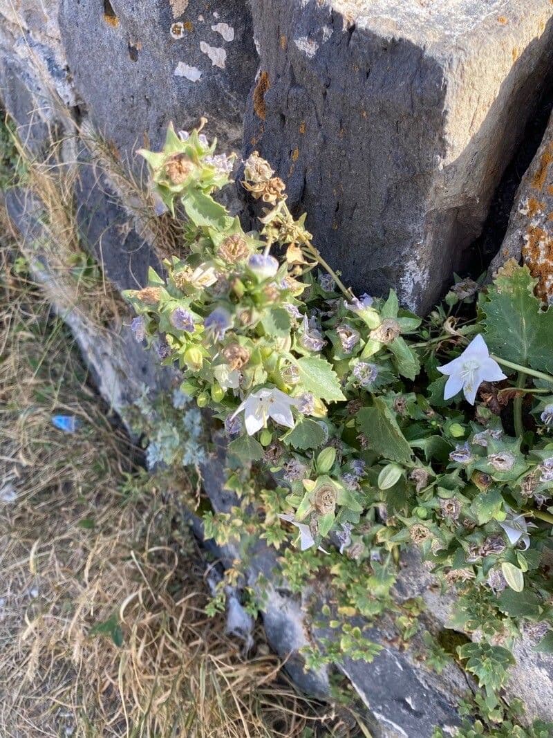 Campanula 8