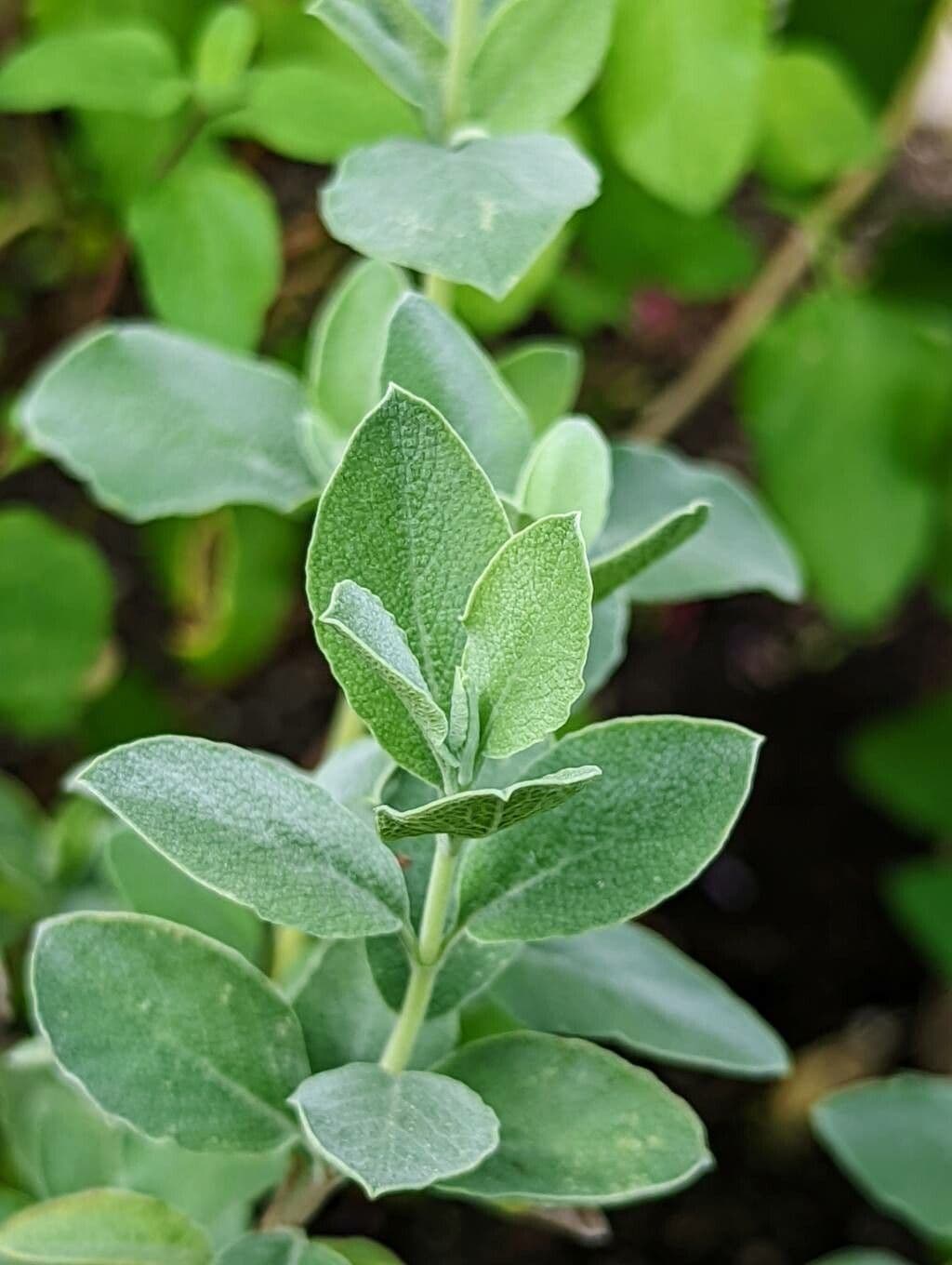 Salvia 5