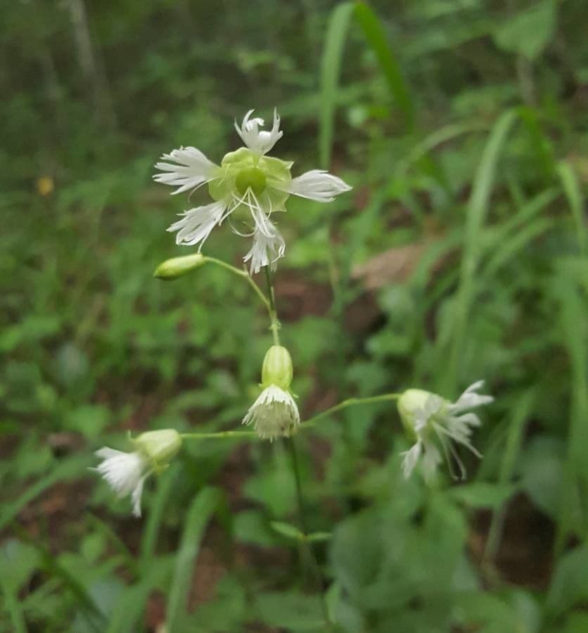 Silene stellata 4