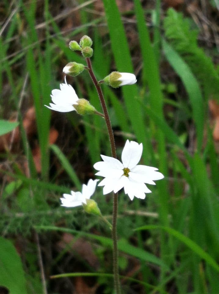 Lithophragma affine 4