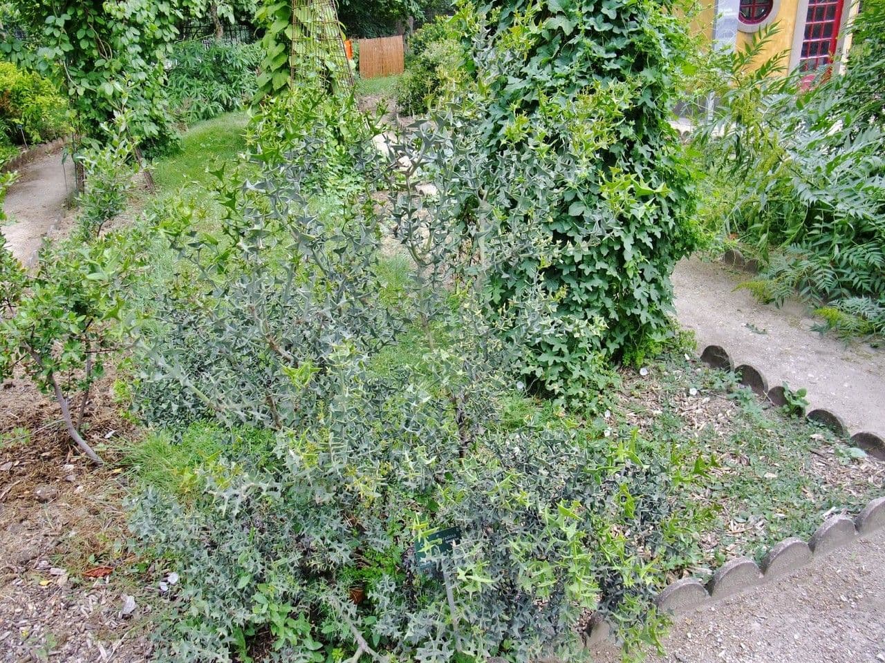 Colletia 8
