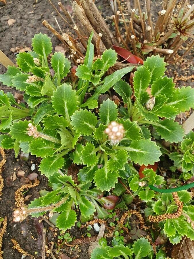 Sassifraga spatolata 10