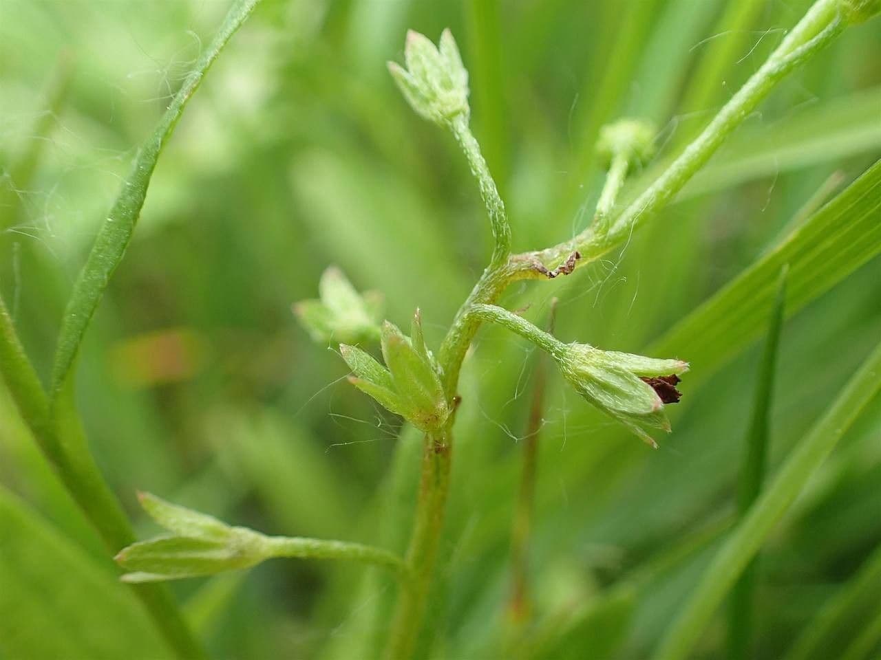 Miosotide lassa 8