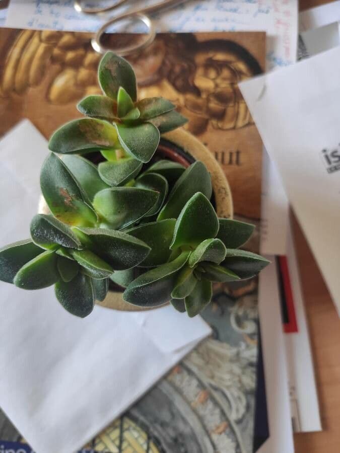 Crassula 10