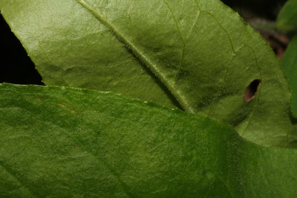 Penstemon 11