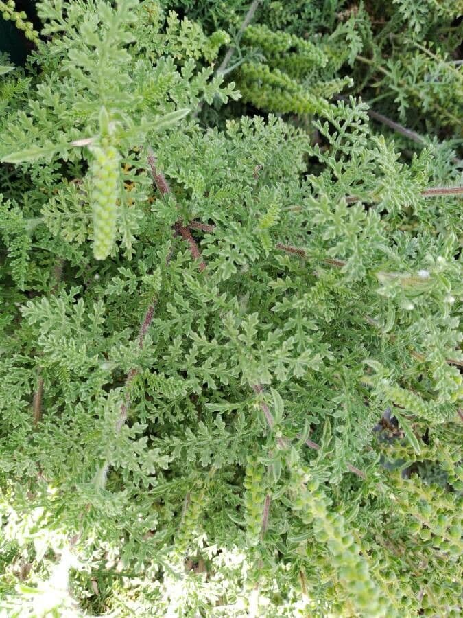 Ambrosia irsuta 4