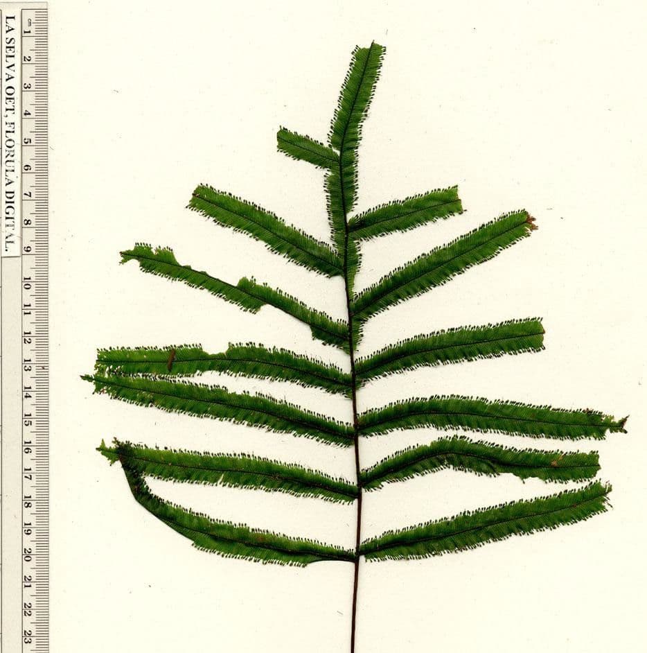 Trichomanes pennato 7