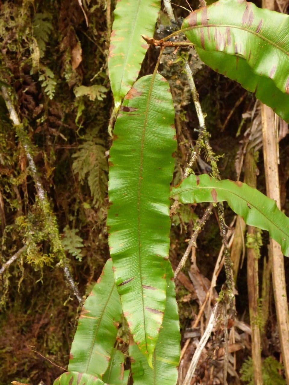 Oleandra distenta 9