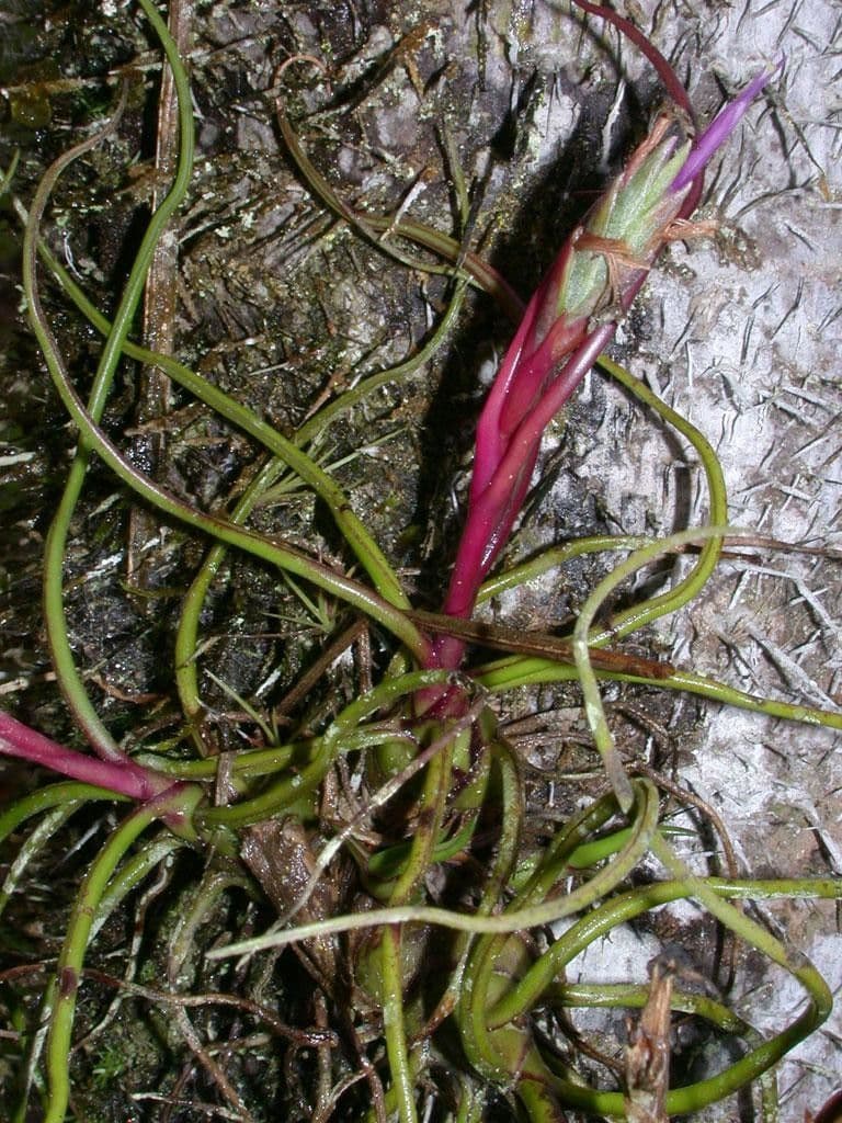 Tillandsia bulbosa 19