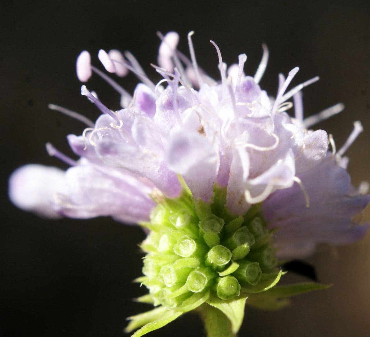 Succisella 8