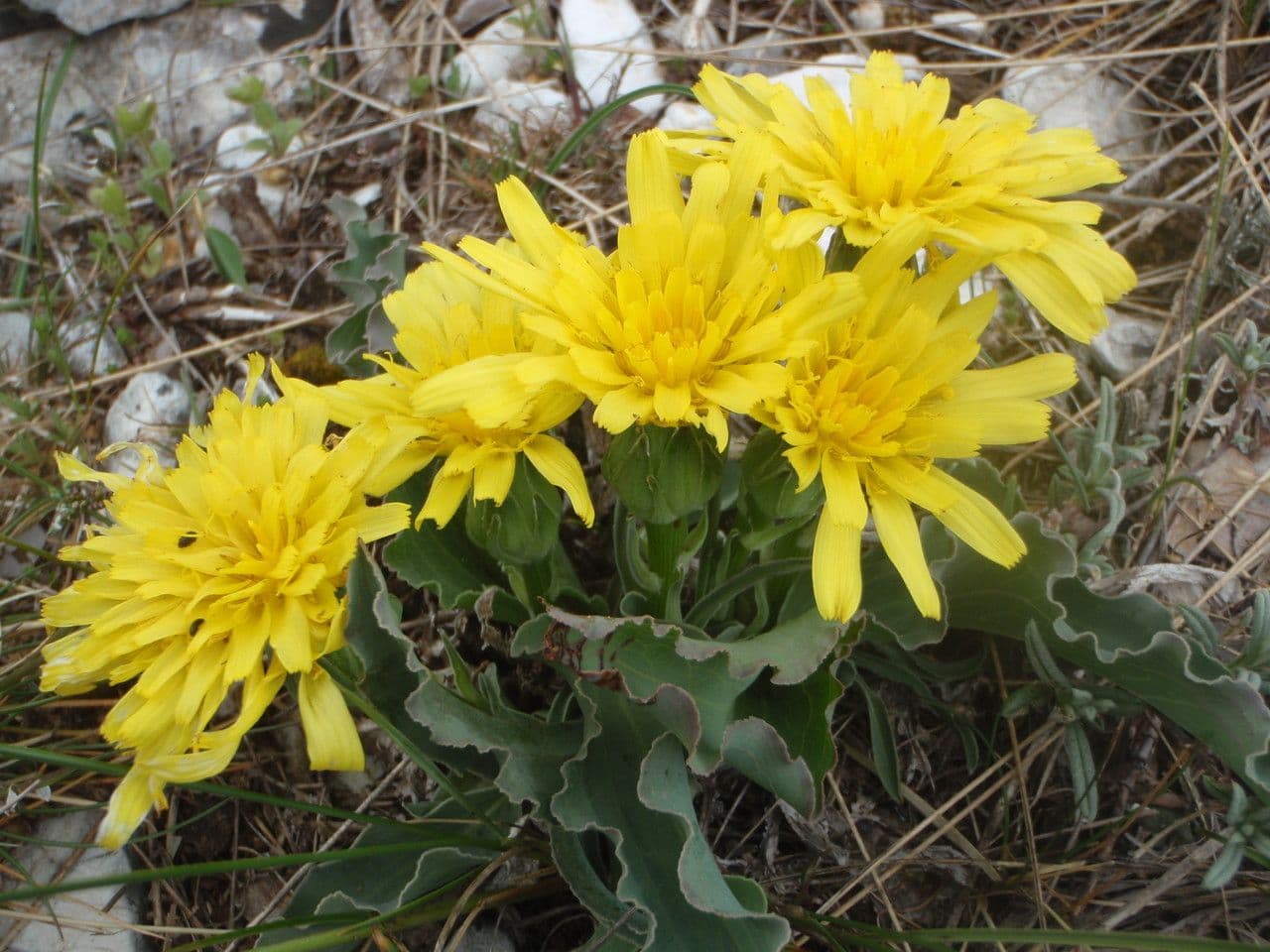 Scorzonera austriaca 12