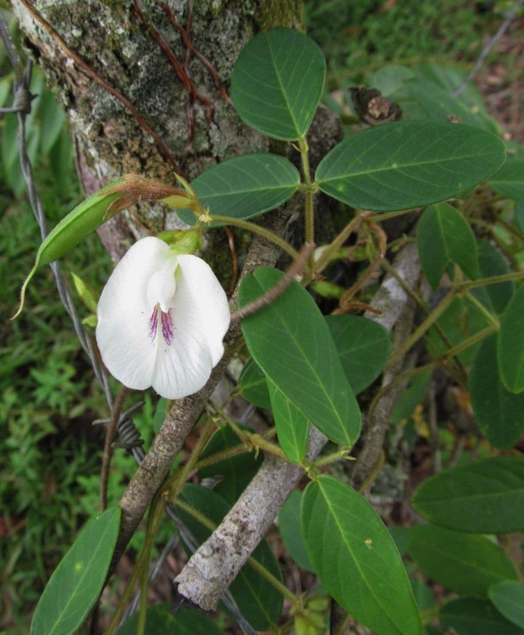 Clitoria falcata 5