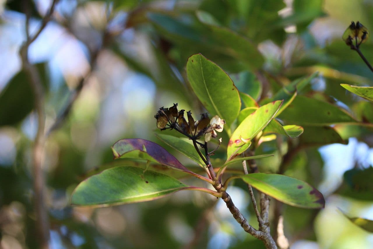 Myodocarpus 3