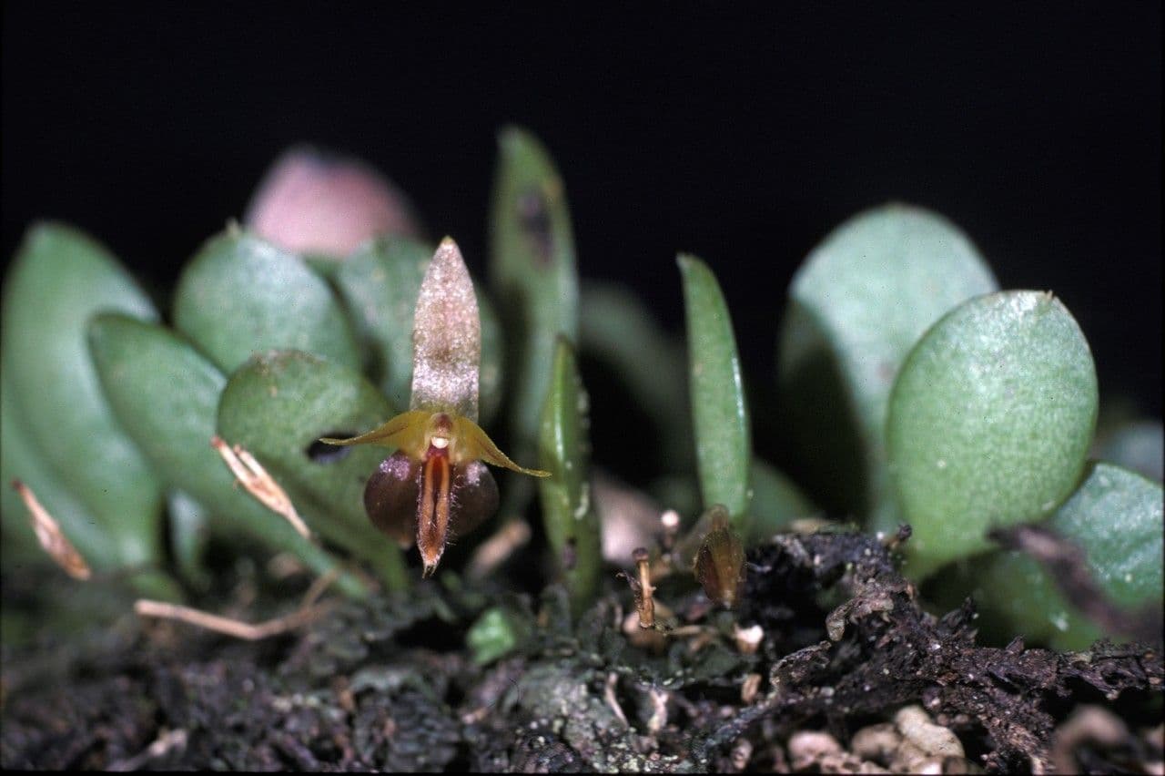 Anathallis