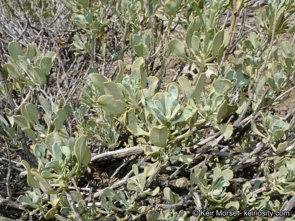 Salvia pachyphylla 7