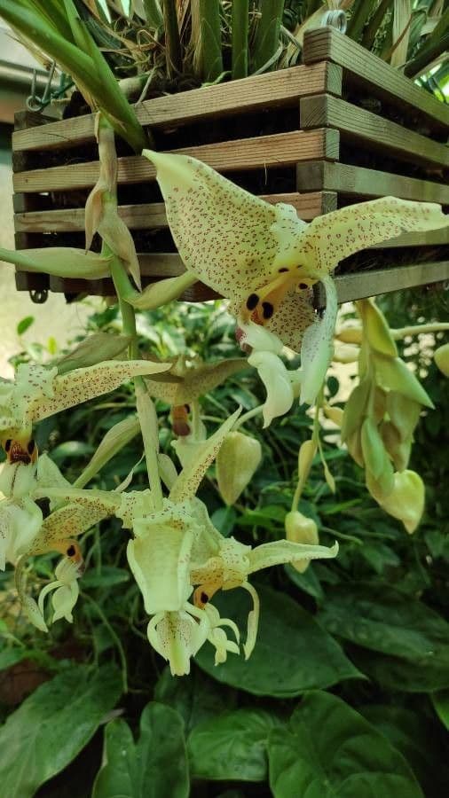 Stanhopea