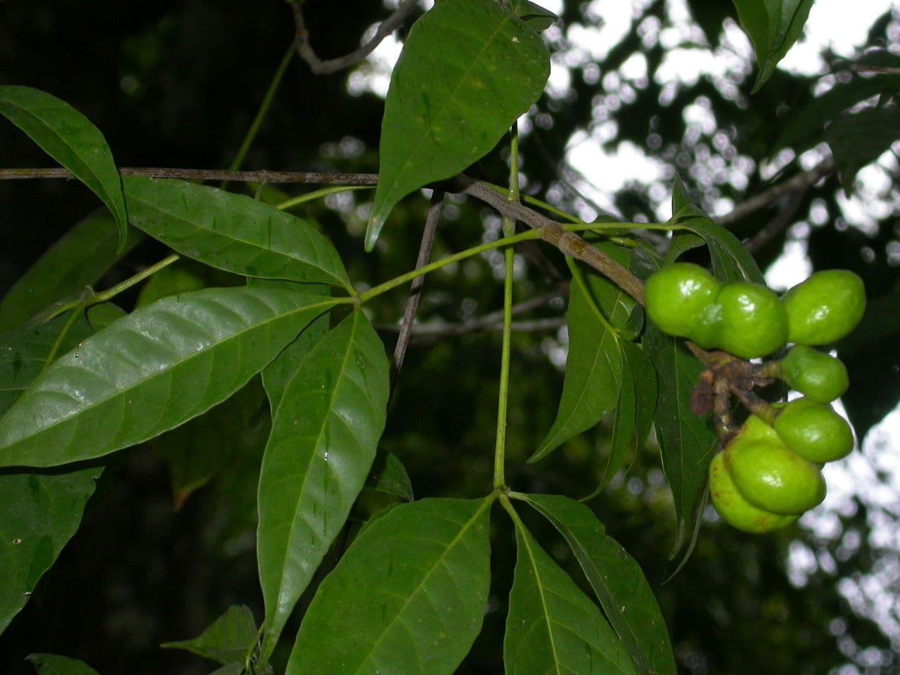 Pequi maloplodé 4