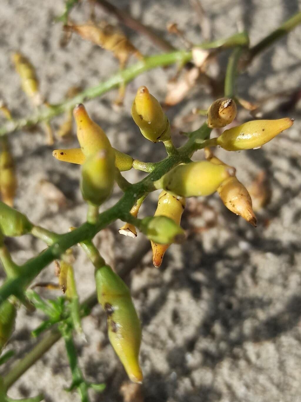 Erucaria