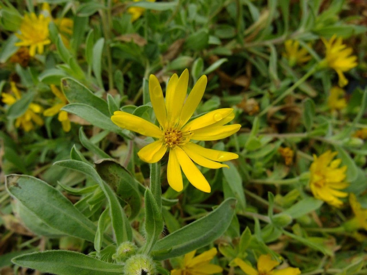Heterotheca 3