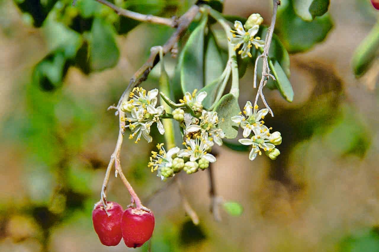 Nitraria