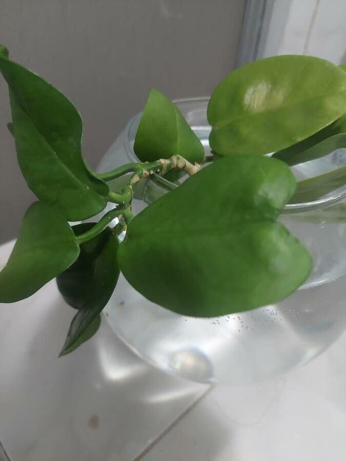Hoya 12