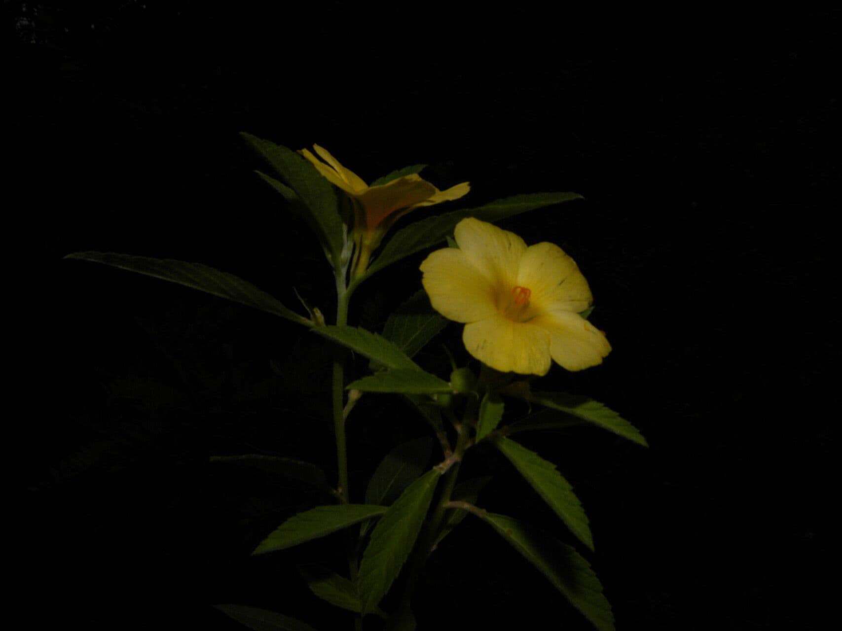 Turnera scabra 4