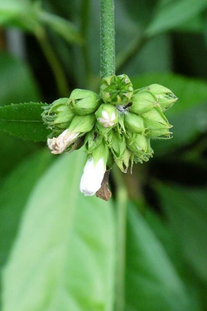 Pavonia arbustiva