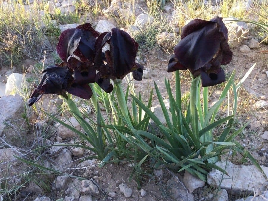 Iris 5