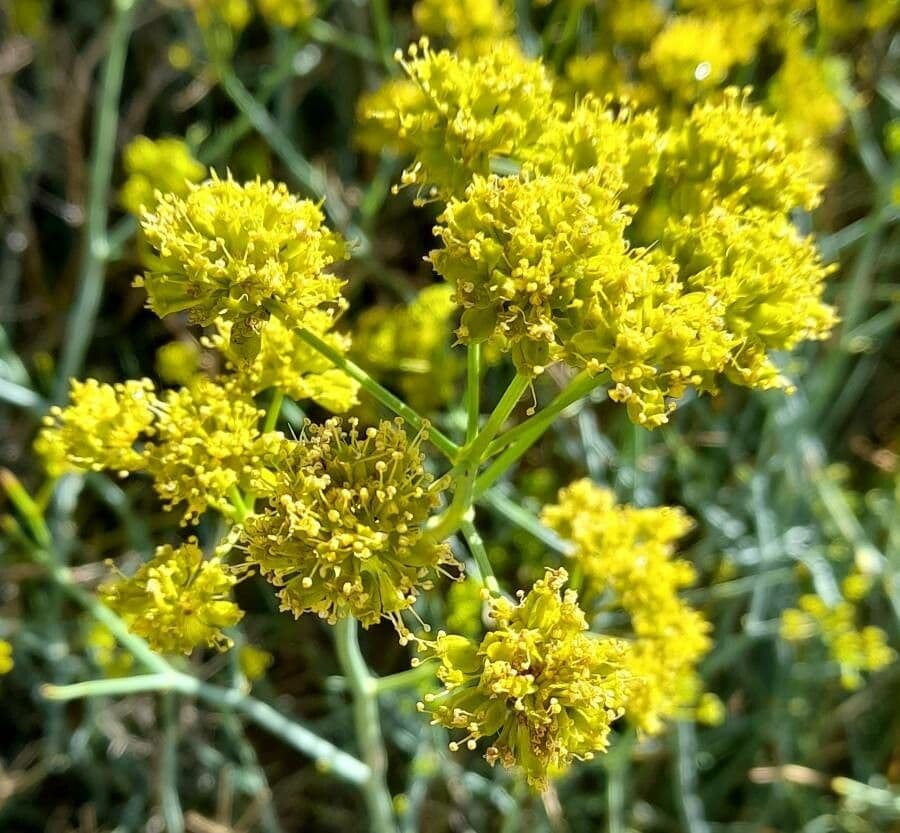 Gymnophyton